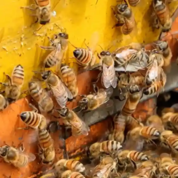 250 million bees escape after truck overturns in US