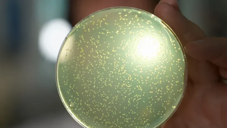 Synthetic Human Genome Project gets go ahead”