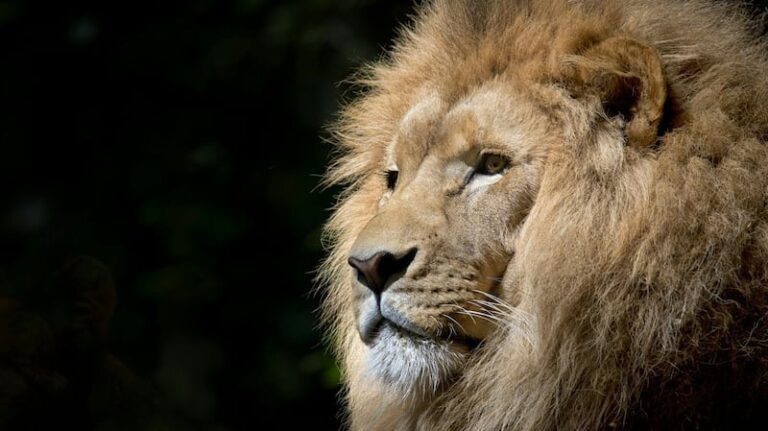 Pakistan : Escaped pet lion attacks children, women”