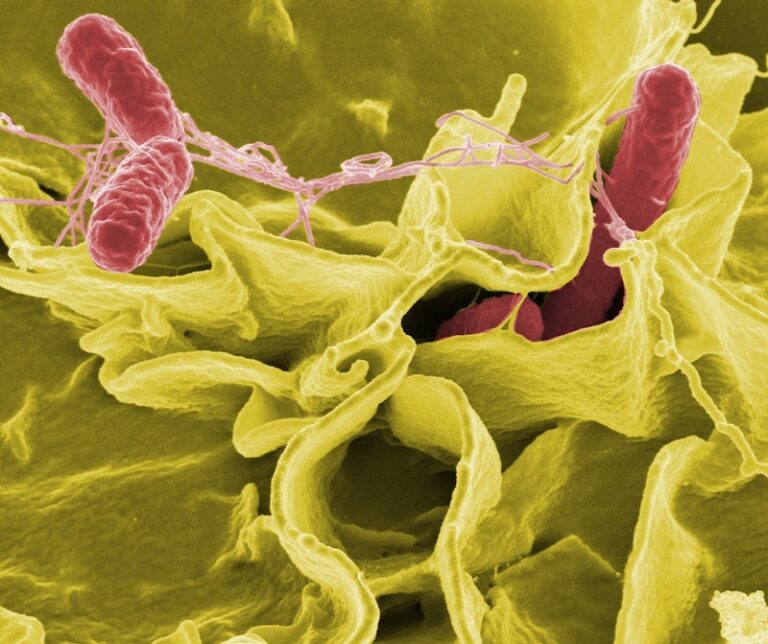 Canada:Salmonella outbreak linked to dog food in B.C., Alberta” At least 31 sick, 7 hospitalized in salmonella outbreak linked to dog food.